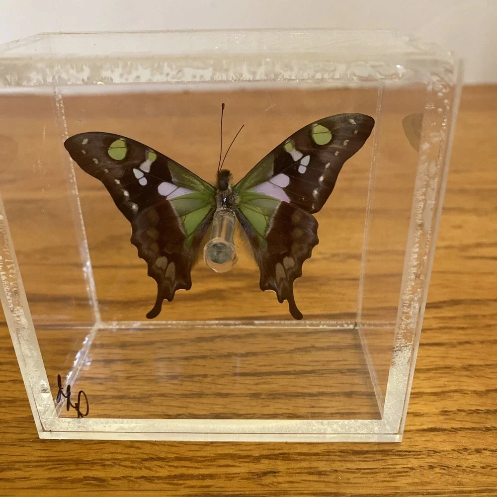Beautiful Framed Purple Spotted Swallowtail Butterfly - 3.25x3.25 Signed Jeff